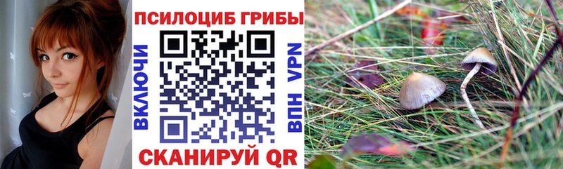 мега маркетплейс  Жуковка  Псилоцибиновые грибы Psilocybine cubensis 